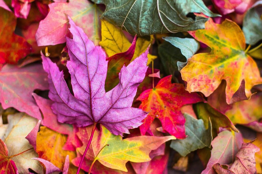 colorful, autumn, leaves-2609978.jpg